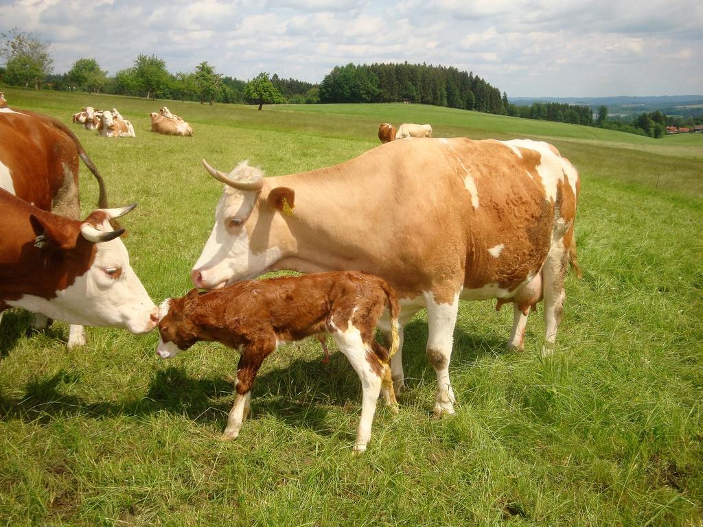 Baby- Und Kinderhof Aicherbauer Seeham Екстер'єр фото